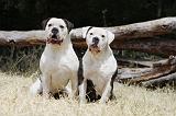 BOULEDOGUE AMERICAIN 106